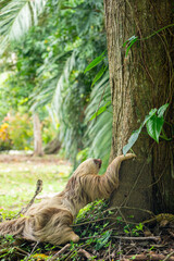 Naklejka premium two toed sloth (Choloepus didactylus) climbing up a tree trunk after being on the ground. Puerto Viejo, Caribbean, Costa Rica.