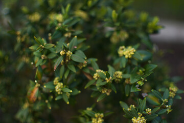 Fototapeta premium yellow flowers on a tree