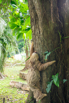 two toed sloth (Choloepus didactylus) climbing up a tree trunk after being on the ground. Puerto Viejo, Caribbean, Costa Rica.
