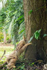 Naklejka premium two toed sloth (Choloepus didactylus) climbing up a tree trunk after being on the ground. Puerto Viejo, Caribbean, Costa Rica.