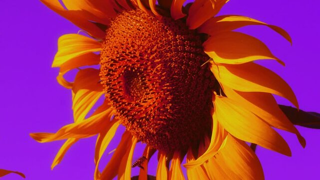 Footage of a Bee Nectaring on Full Bloom Sunflower in Surreal Red Tone Color