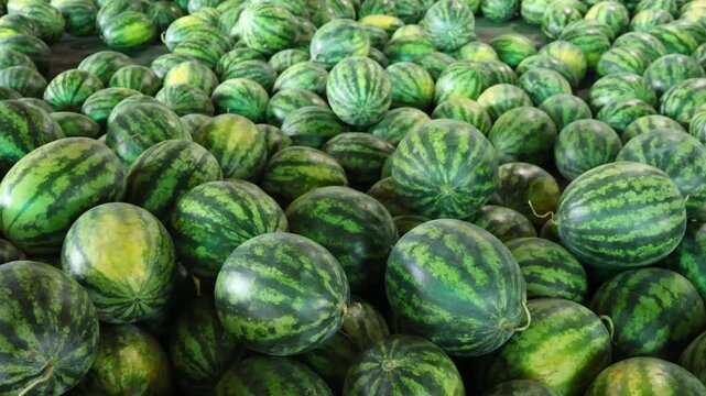 Large pile of watermelons, tasty fruits packed with powerful antioxidant and supporting hydration footage