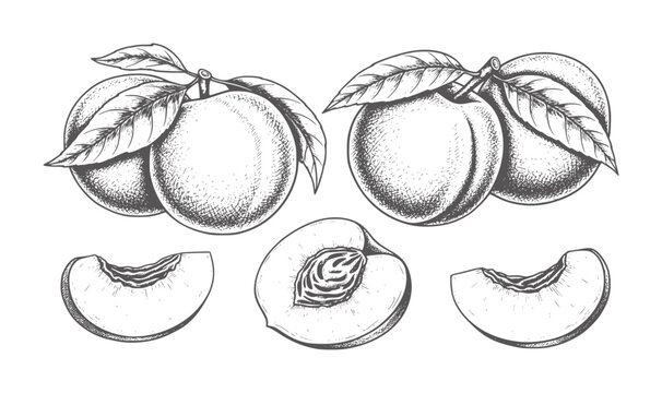 Hand drawn of ripe peaches branches and slices fruit vintage food nature