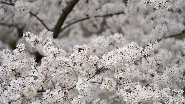 花, ピンク, 全盛期, 自然, 木, 植える, 庭, すごい, 咲く, 美しさ, 紫, アップ, ブランチ, リンゴ, フローラル, 植物, 季節, サマータイム, 葉, 白