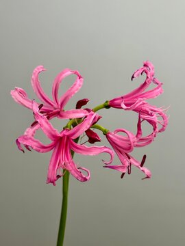 Pink fresh nerine (guernsey lily) flower on the gray background 