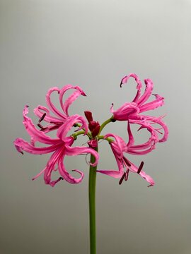 Pink fresh nerine (guernsey lily) flower on the gray background