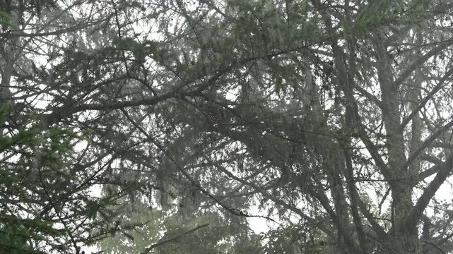 梅雨の悪天候で荒れるカラマツの森 強風と雨に揺れる木々 霧と自然の脅威