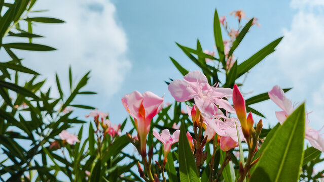 Beautiful pink oleander flowers bloom under a bright blue sky, captured from a low angle with fluffy clouds in the background. It symbolizes freshness, tropical beauty, and natural elegance.