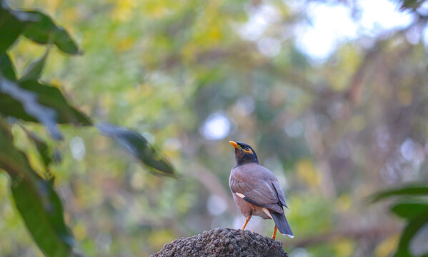 Common Myna standing alert on a rugged perch, framed by dreamy green background, showcasing its curious and watchful nature