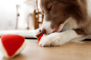 A focused brown Border Collie performs a nosework search on a wooden floor, intently sniffing a scent source hidden in a plush toy. High concentration and mental stimulation in training