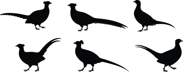 Vector illustration of pheasant bird silhouettes in side profile with long tails and upright posture, ideal for wildlife, nature, and design. © Md nasir