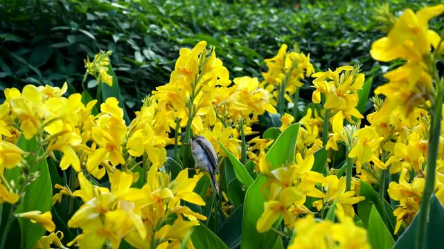Yellow canna lily flowers blooming in lush garden with small bird hiding among petals in Australia