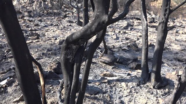 Burnt black ashes cover bush branches and tree trunks across a forest landscape. Charred remains and soot mark woody plants after wildfire damage in a quiet woodland scene.