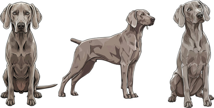 Weimaraner dog standing side profile sitting curious pose set