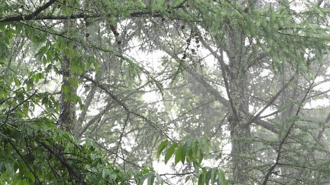 梅雨の悪天候で荒れるカラマツの森 強風と雨に揺れる木々 霧と自然の脅威