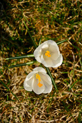 kwitnące wiosną krokusy w słońcu, białe krokusy, Szafran wiosenny, krokus wiosenny, Crocus vernus, flowering crocus on the lawn, purple crocus © kateej