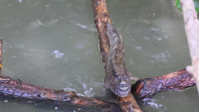 Footage of a Sleepy Mudskipper Winking slowly on the Mangrove Tree Root