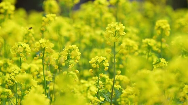 花, ピンク, 全盛期, 自然, 木, 植える, 庭, すごい, 咲く, 美しさ, 紫, アップ, ブランチ, リンゴ, フローラル, 植物, 季節, サマータイム, 葉, 白