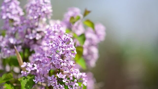 花, ピンク, 全盛期, 自然, 木, 植える, 庭, すごい, 咲く, 美しさ, 紫, アップ, ブランチ, リンゴ, フローラル, 植物, 季節, サマータイム, 葉, 白