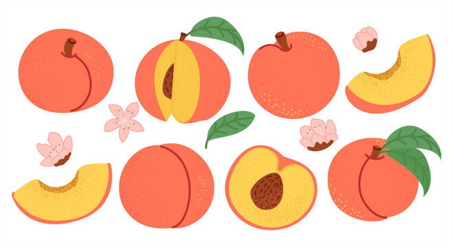 Vector set of ripe peaches in different variations: whole fruits, halves and slices with pits, green leaves and peach blossoms. Bright summer illustration in flat cartoon style, perfect for food desig
