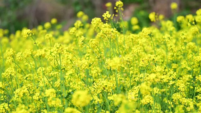 花, ピンク, 全盛期, 自然, 木, 植える, 庭, すごい, 咲く, 美しさ, 紫, アップ, ブランチ, リンゴ, フローラル, 植物, 季節, サマータイム, 葉, 白