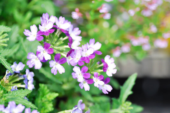 Garden verbena, Quartz Blue or Verbena or  Verbena bonariensis or Verbena hybrida Groenl and Rumpler or  verbenaceae or purple flower