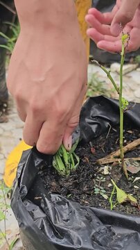 Close up of hands pulling weeds by the roots from a black planter bag and then watering the remaining small plant in the soil