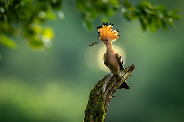 Eurasian hoopoe bird in early morning light ( Upupa epops ) © Piotr Krzeslak