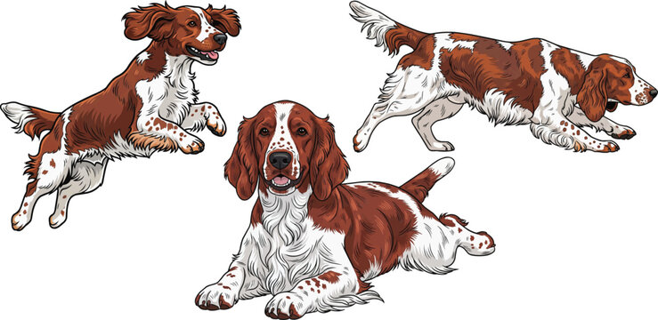Welsh Springer Spaniel dog splooting crouching jumping playful pose set