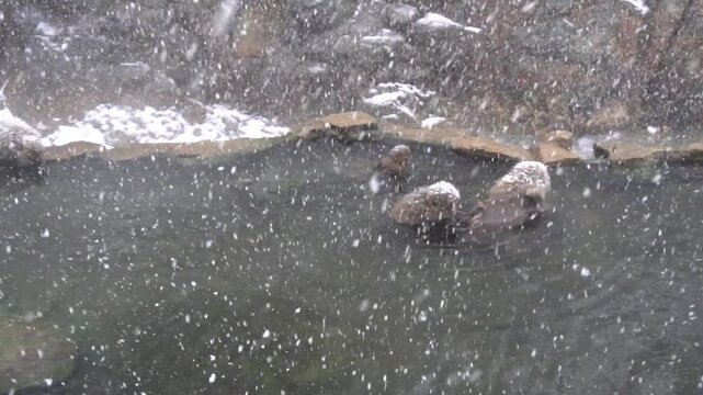 Japanese Macaques (Snow Monkeys) soaking and relaxing in a natural outdoor hot spring pool during a heavy winter snowfall. Serene wildlife and nature scene in Japan.