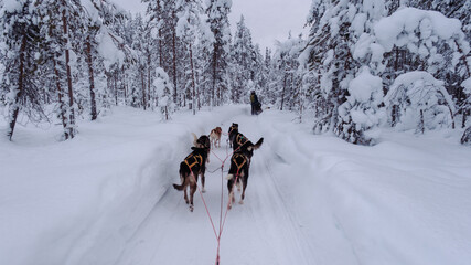 Experience a thrilling husky sledding adventure in the winter wonderland of Akaslompolo, Lapland © Fokke Baarssen