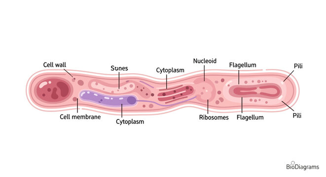 Diagram illustrating the internal structure and components of a bacterial cell, including its cell wall, membrane, cytoplasm, nucleoid, ribosomes, and flagella.