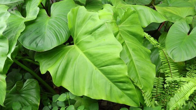Footage of vibrant green Alocasia with water droplets in morning sunlight