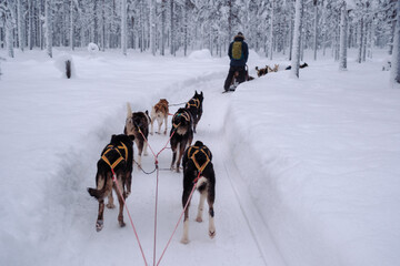 Explore the snowy trails with a husky sled adventure in Akaslompolo, Lapland, Finland © Fokke Baarssen