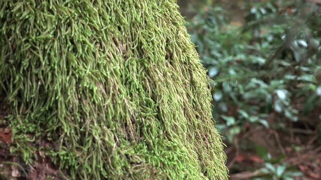 Upward slider along a moss-covered tree trunk in dense forest, camera rising smoothly for detail. Moss texture and bark patterns reveal a moist woodland atmosphere in soft natural light.