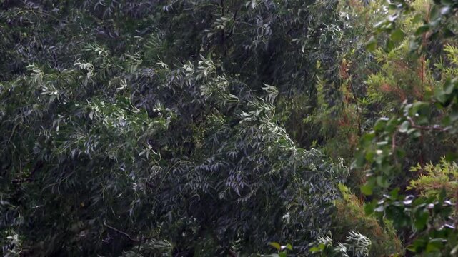 Trees Swaying in Strong Wind Storm Northland New Zealand
