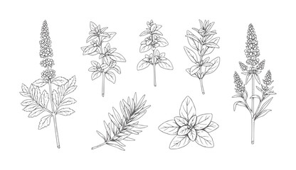 Collection of hand drawn botanical of culinary herbs and plants outline vintage © Mahin