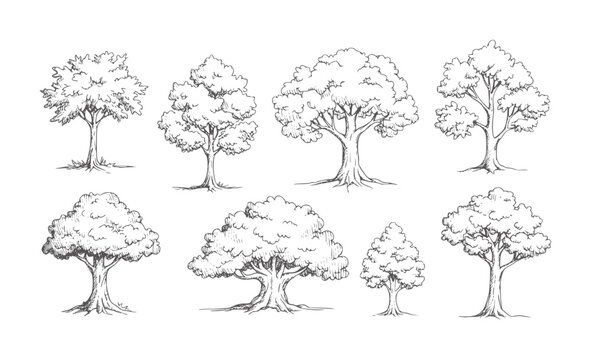 Collection of eight hand drawn deciduous trees in style nature foliage branches trunk