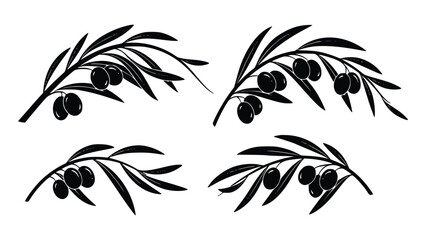 Black olive branches with leaves and berries on white background © Ajoy