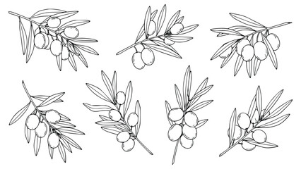 Fototapeta premium Detailed illustrations of olive branches with leaves and berries in a simple line drawing style for use in cooking or botanical contexts