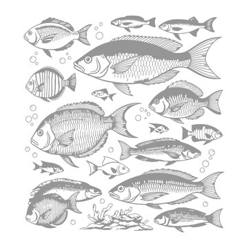 Hand-drawn fish school aquatic animals