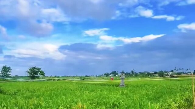 Lush green rice paddy field with scarecrows and cloudy blue sky