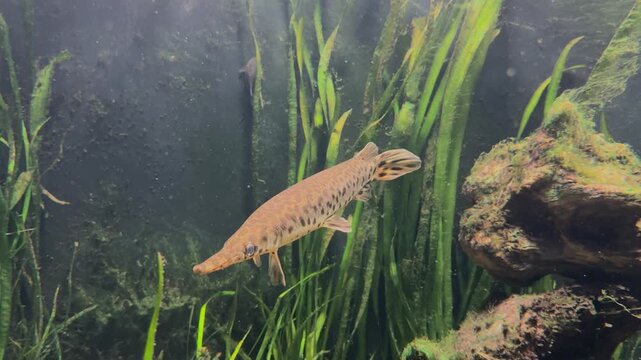 Freshwater aquarium with pike fish (Esox lucius) swimming among aquatic plants and rocks