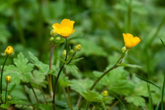 Macro view of yellow buttercup flowers Ranunculus blooming in green grass field. Wild wildflowers in spring meadow under soft light.