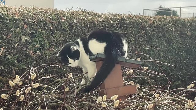 Eine Katze sitzt auf einem Vogelfutterhaus und beobachtet die Bienen an einer Weide.