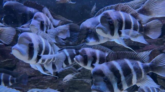 Cyphotilapia frontosa fish,  Frontosa Cichlid or Humphead Cichlid, which is native to Lake Tanganyika in East Africa