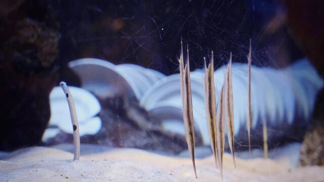 Close-up static shot of a group of shrimpfish hovering vertically head-down over white sand near a sea urchin shell in a marine tank at Aquaria KLCC, Kuala Lumpur, calm cinematic mood