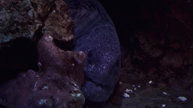 Extreme close-up static shot of a giant moray eel nestled among rocky crevices in a dark marine tank at Aquaria KLCC, Kuala Lumpur, dramatic and moody cinematic atmosphere