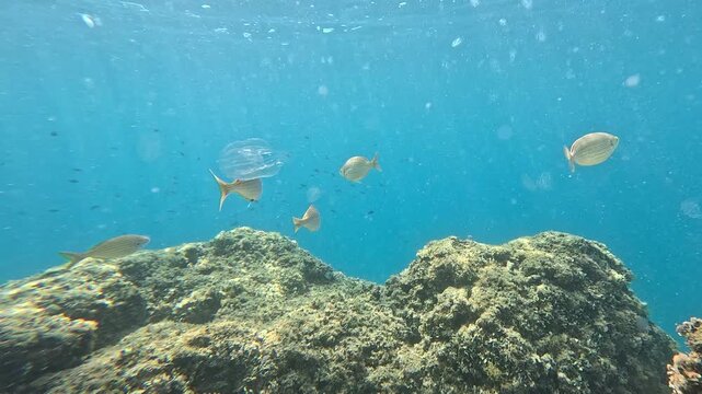 a group of seabream fish swimming above a rocky reef covered with algae, with faint comb jellyfish drifting in the background. Clear blue water and natural sunlight.