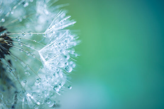 Radiant dandelion close-up with sparkling dew drops, dreamy pastel blue green tones, luminous soft sunlight, calm serene spring summer nature background
